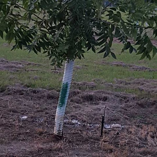 Pecan Irrigation BAS Irrigation